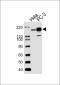 EGFR Antibody (Y1092)